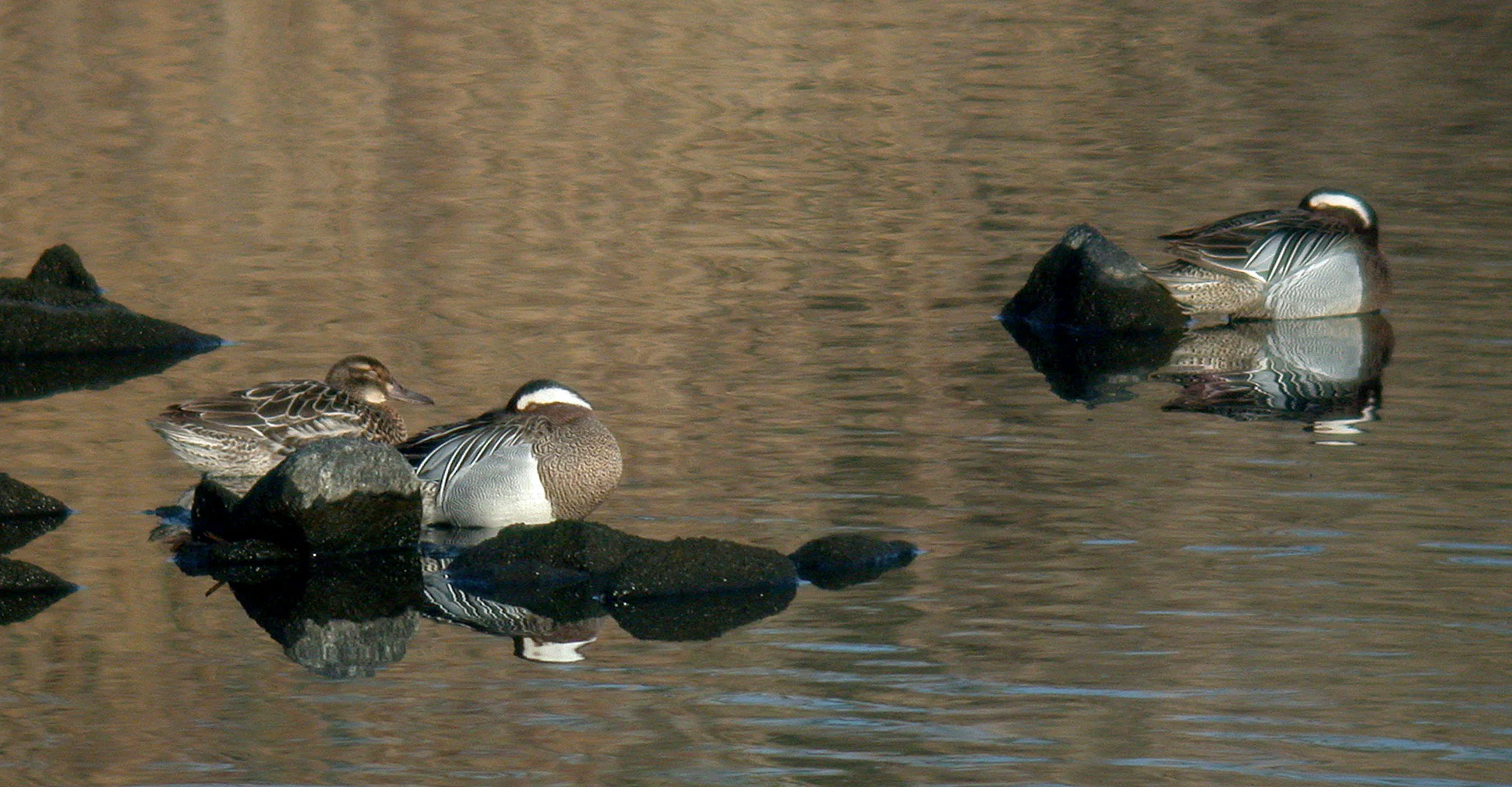 three Garganey, Vale Pond, 22 Mar 11