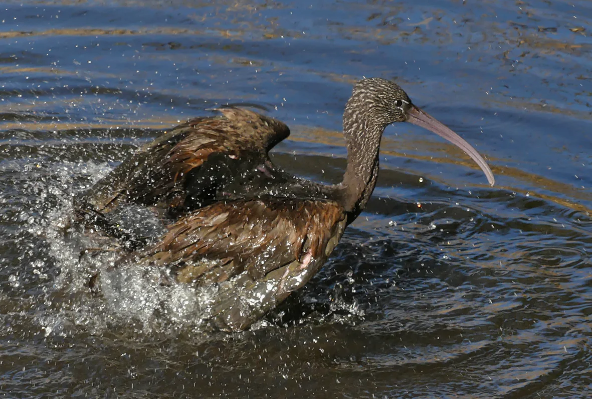 Glossy Ibis RDB 7Feb18 e.jpg
