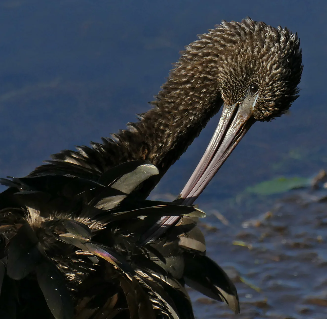 Glossy Ibis RDB 7Feb18 f.jpg
