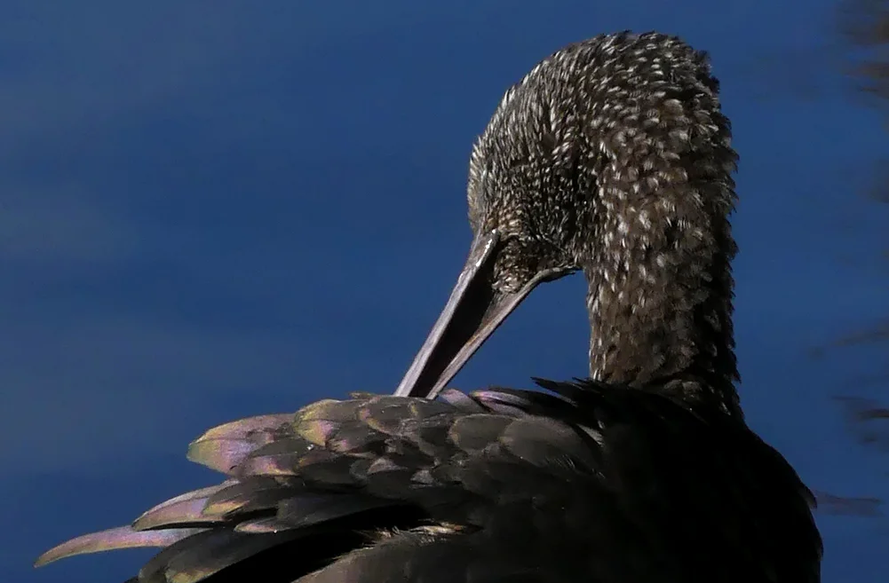 Glossy Ibis RDB 7Feb18 underbill.jpg