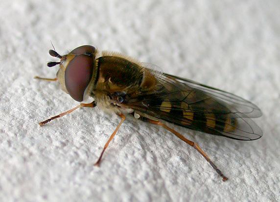 Hoverfly sp., garden, 3 April 2011