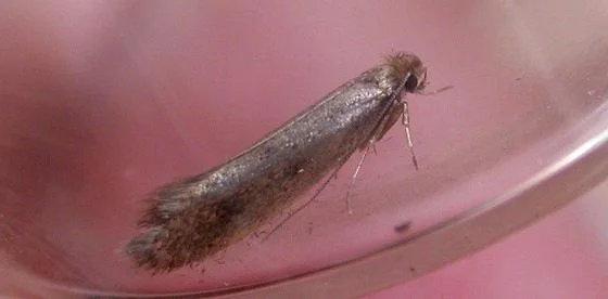 Tinea dubiella - new for Guernsey