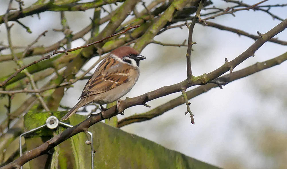 Tree Sparrow - Wold Newton, 22 Feb 18