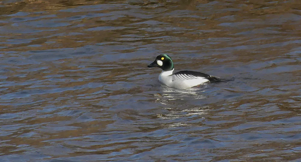 Goldeneye - Swillington Ings, 24 Feb 18