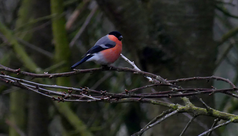 Bullfinch - Garforth, 23 Feb 18 a.jpg