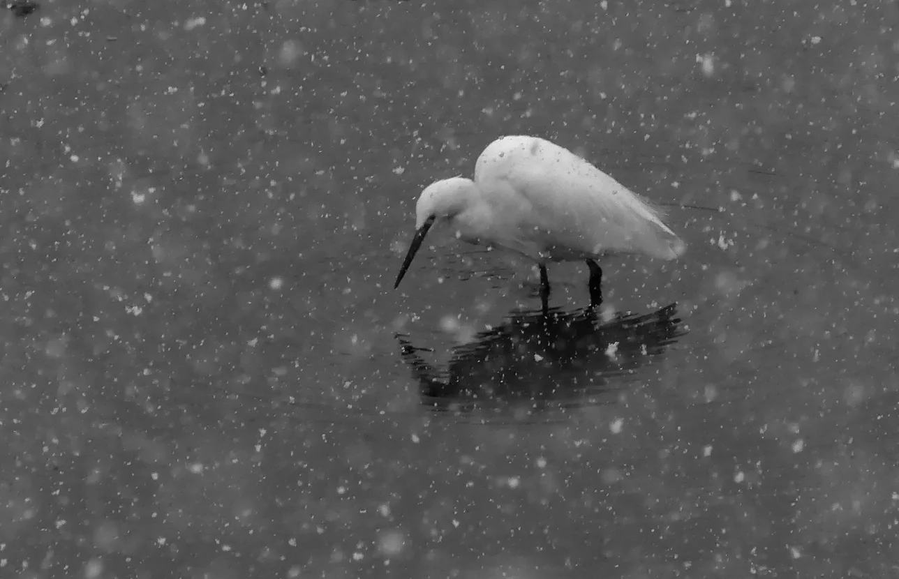 Little Egret - Vale Pond, 27 Feb 18