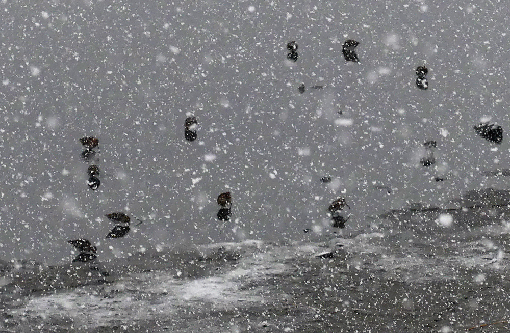 Snipe - Vale Pond, 27 Feb 18.jpg
