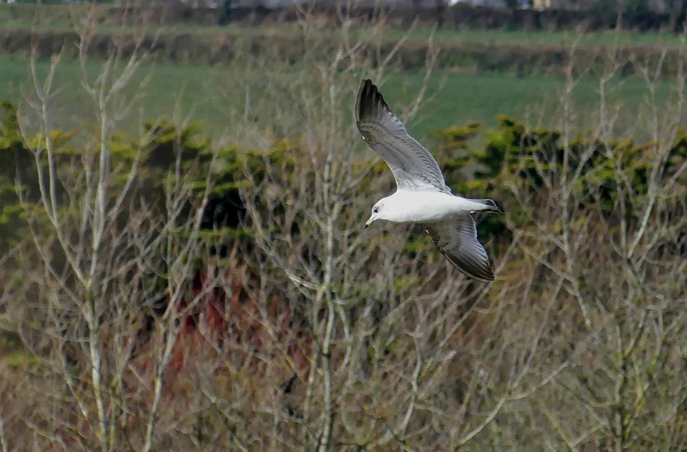 Common Gull - Rue des Hougues, 4 Mar 18