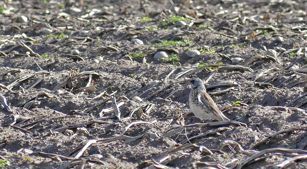 Fieldfare - Rue des Hougues, 4 Mar 18