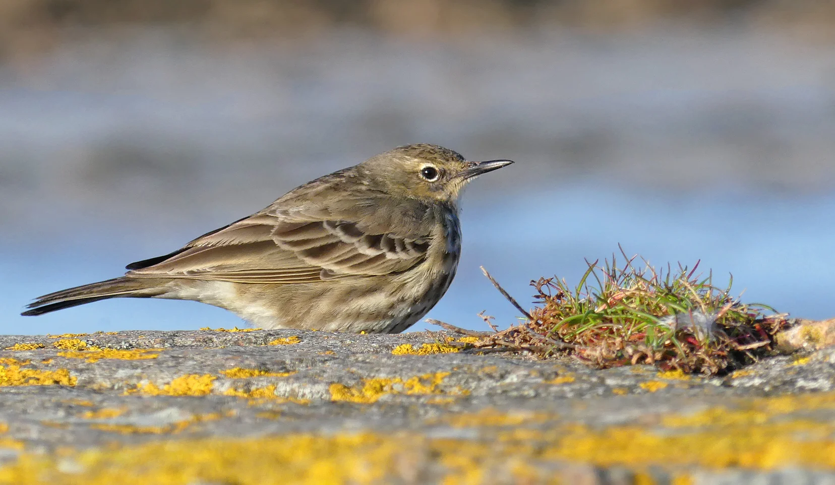 Rock Pipit - Vazon, 13 Mar 18 a.jpg