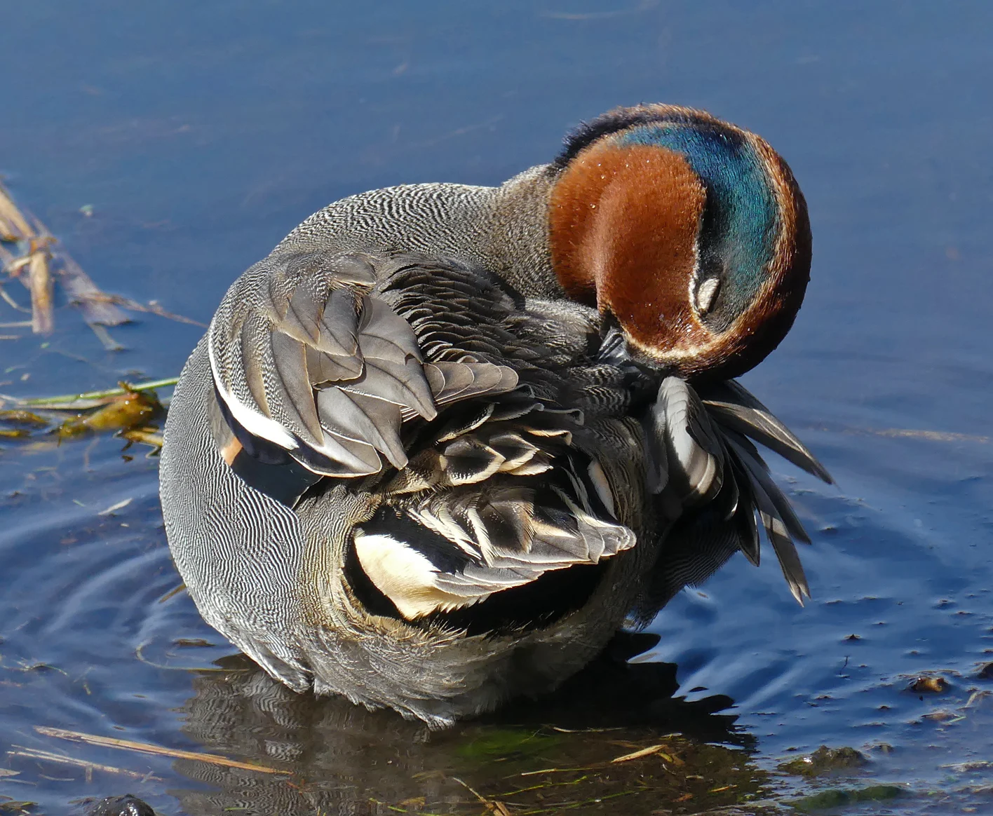 Teal - Rue des Bergers, 13 Mar 18