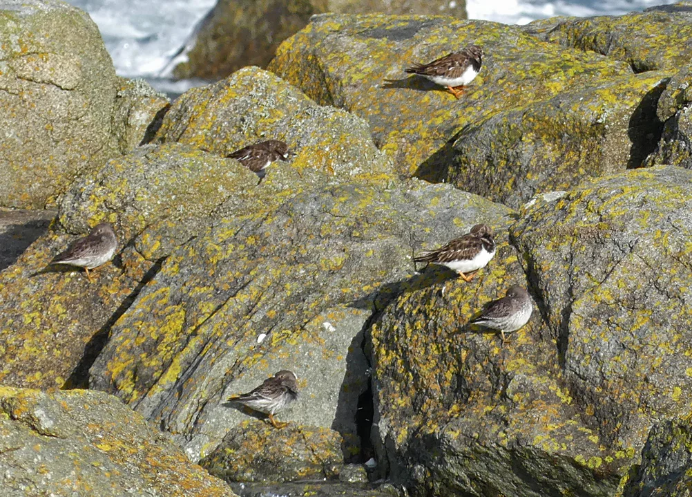 Purple Sandpipers - Rousse, 20 Mar 18 a.jpg