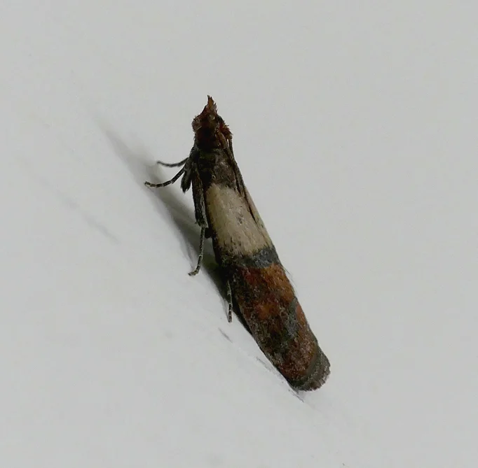 Indian Meal Moth - in the kitchen, 25 Mar 18