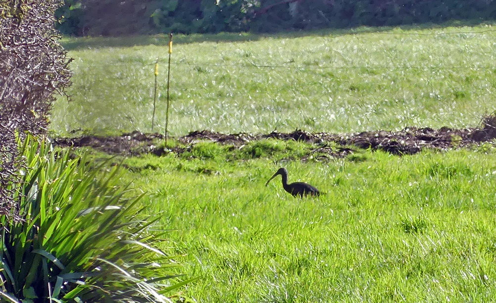 Glossy Ibis - Rue des Bergers, 13 Mar 18