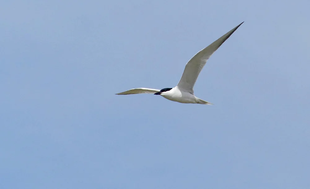Gull-billed Tern - Fuente de Piedra