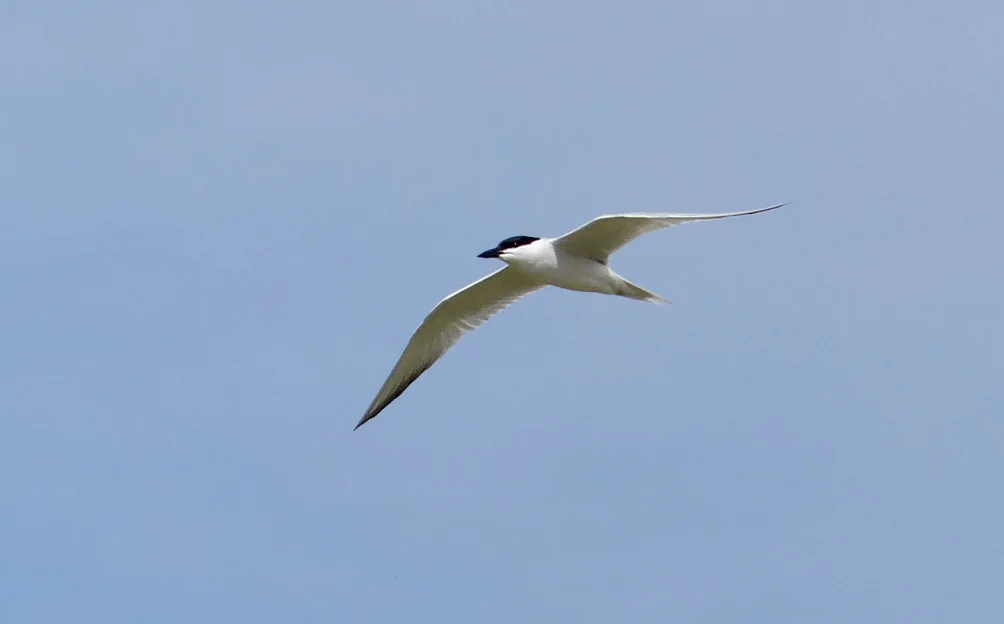 Gull-billed Tern - Fuente de Piedra