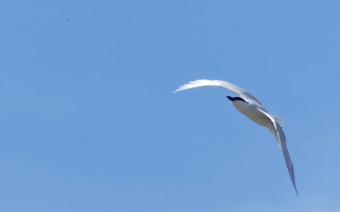 Gull-billed Tern - Fuente de Piedra - has just spied an insect ahead of it (top left) and is going in for the kill...