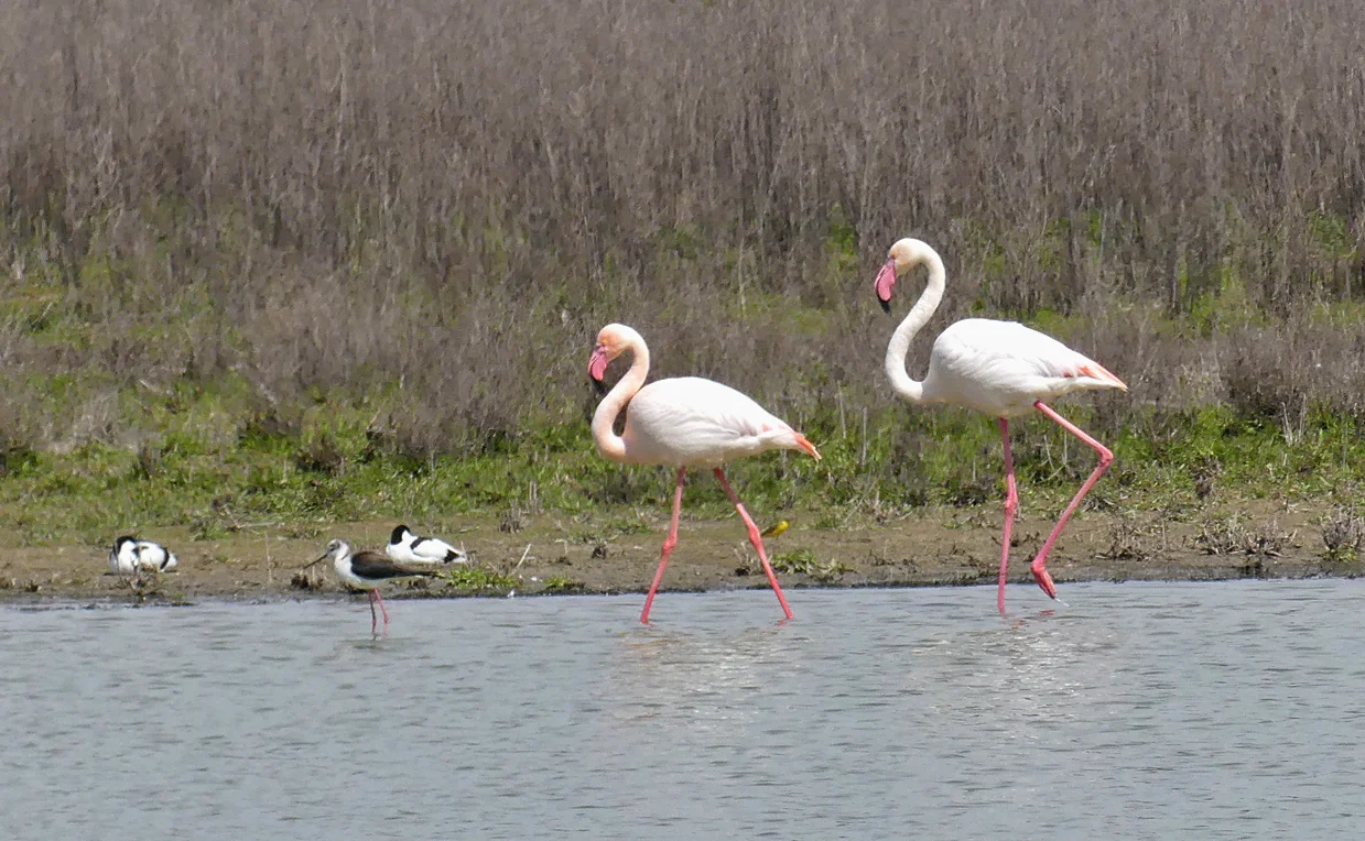 Greater Flamingos - Fuente de Piedra - with Black-winged Stilt, Avocets and a Spanish Wagtail