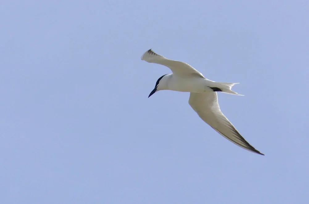 Gull-billed Tern - Fuente de Piedra