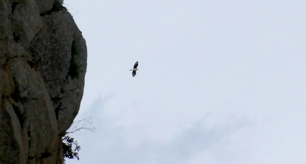 Bonelli's Eagle - Teba Gorge