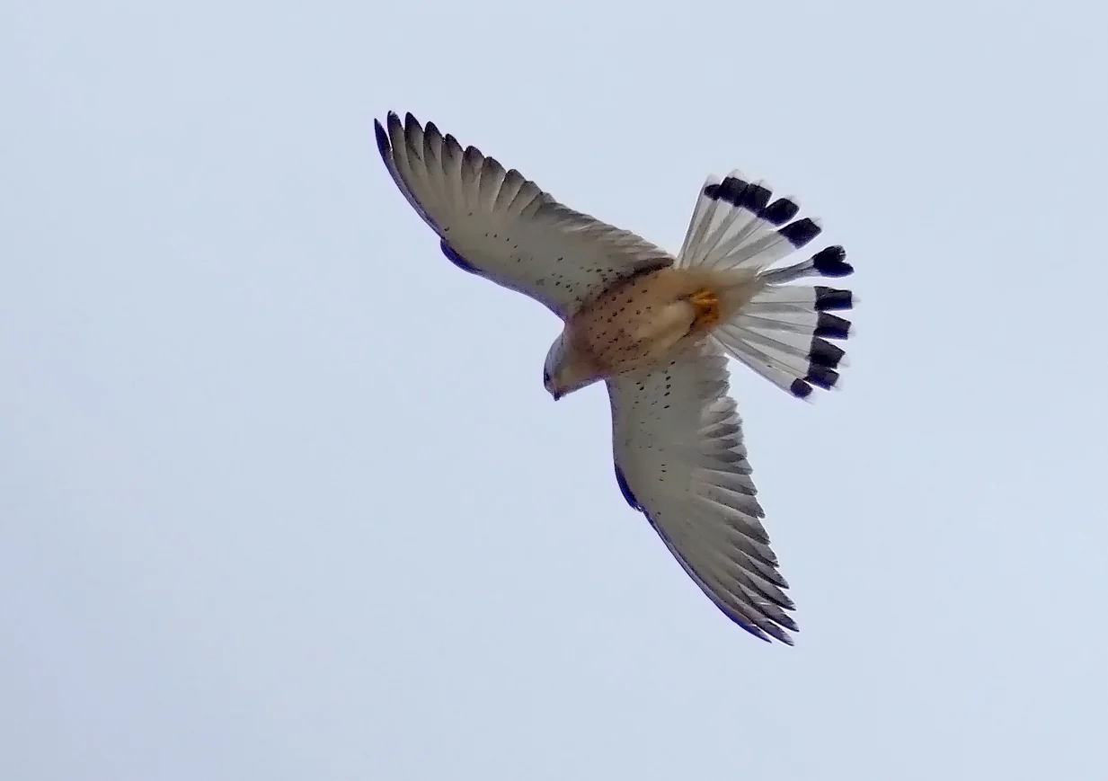 Lesser Kestrel, male - Castillo de Tarifa
