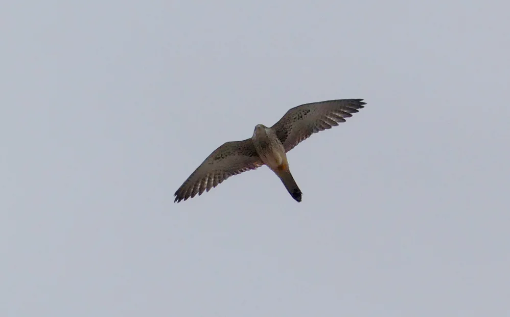 Lesser Kestrel, female - Castillo de Tarifa