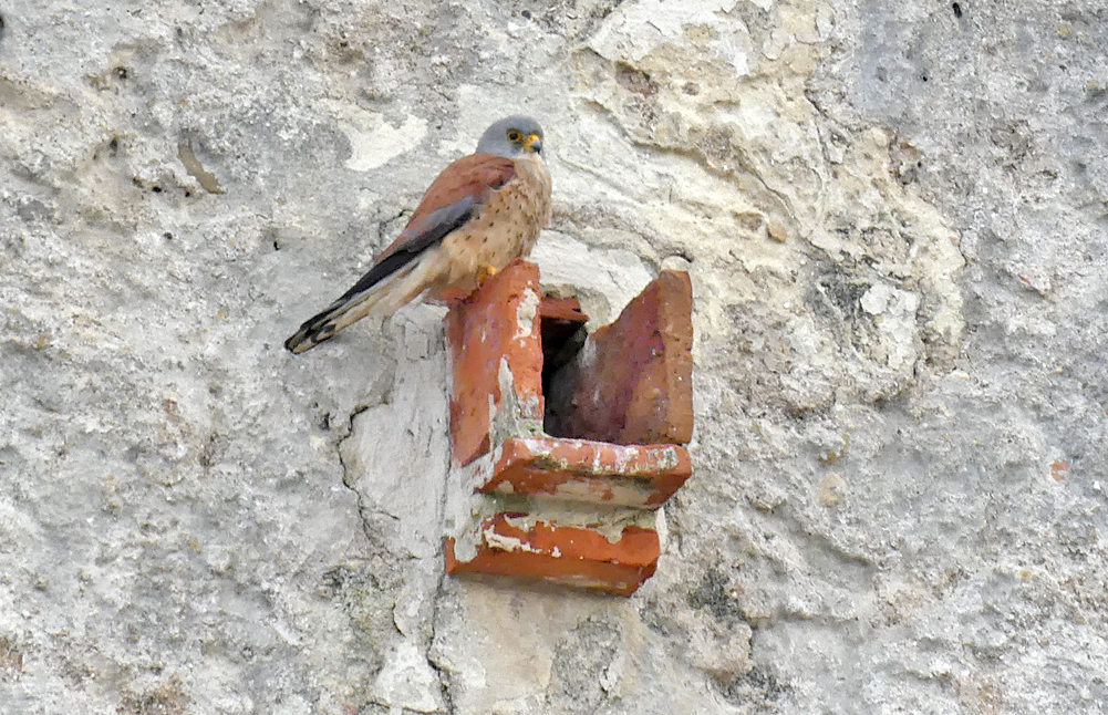 Lesser Kestrel, male - Castillo de Tarifa