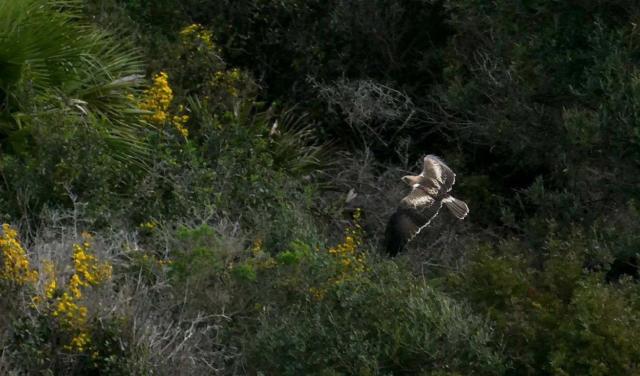 Booted Eagle - Punta Carnero - one of the first birds we saw on arrival at the headland.