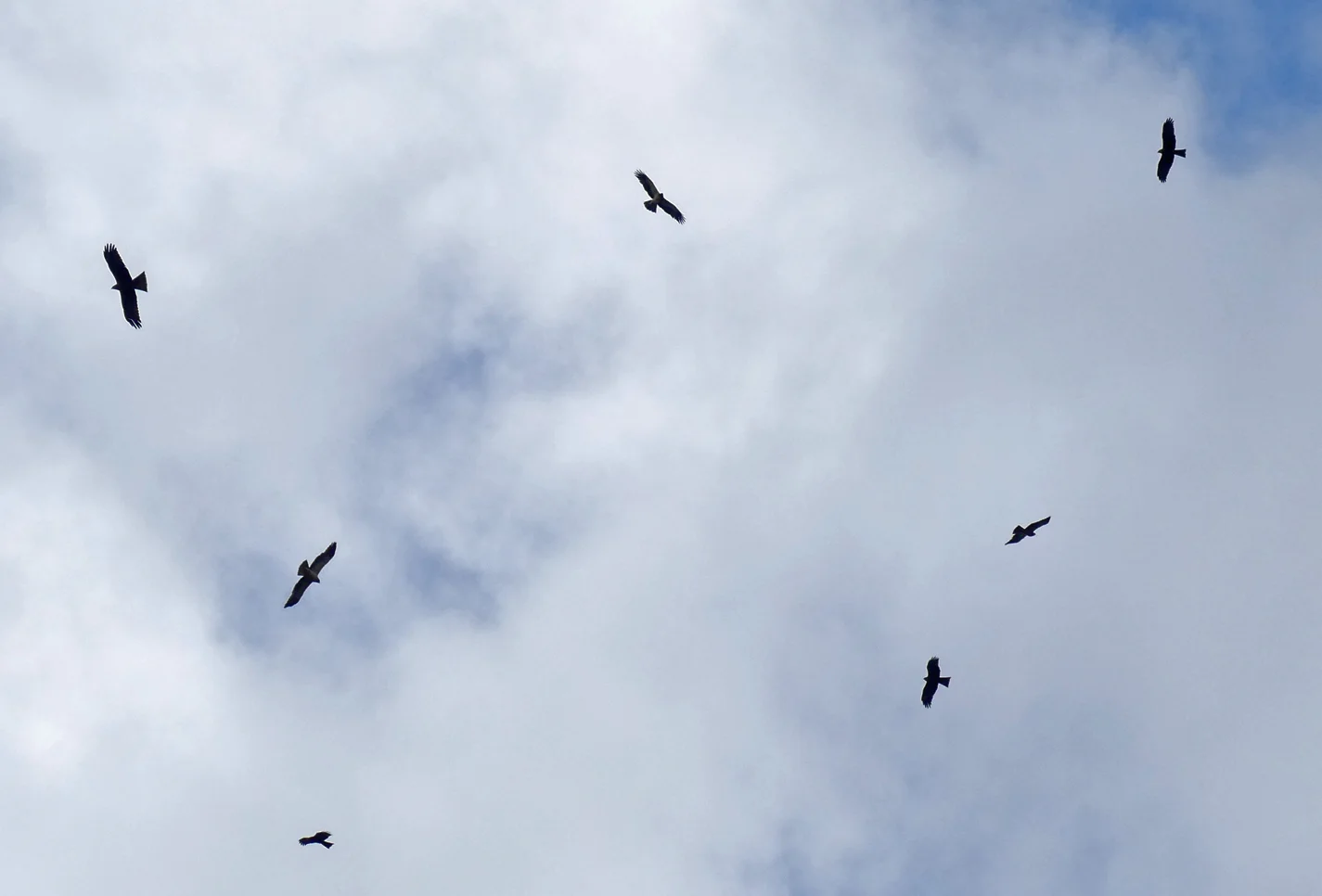 A thermal of 3 Booted Eagles and 4 Black Kites above the headland - Punta Carnero