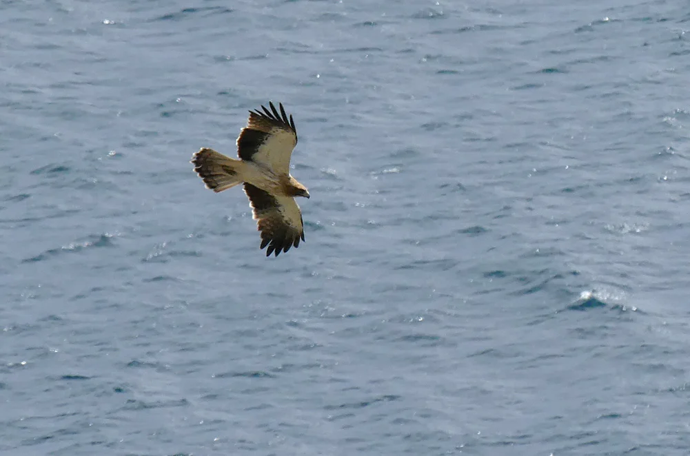 Booted Eagle - Punta Carnero