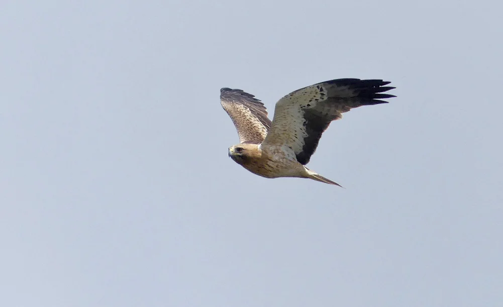 Booted Eagle - Punta Carnero