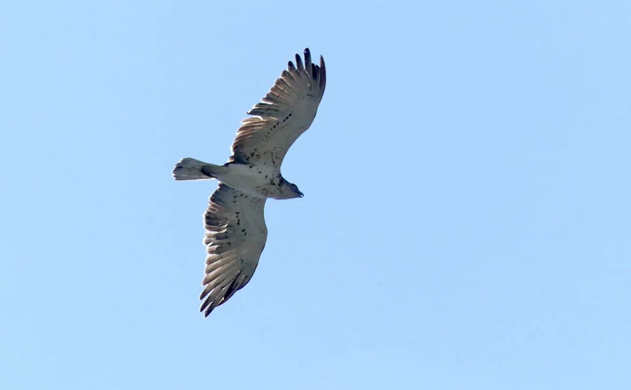 Short-toed Eagle - Punta Carnero