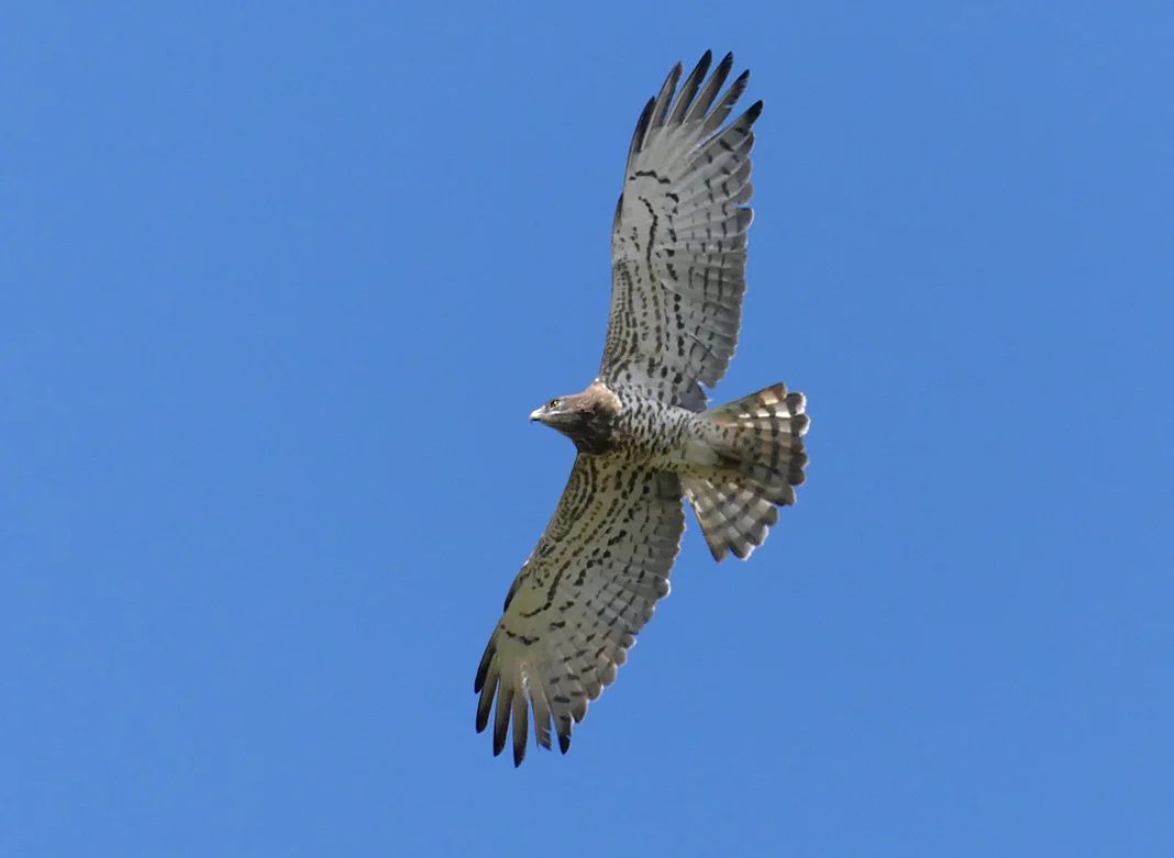 Short-toed Eagle - Punta Carnero