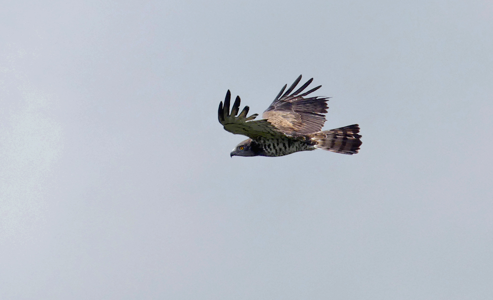 Short-toed Eagle - Punta Carnero