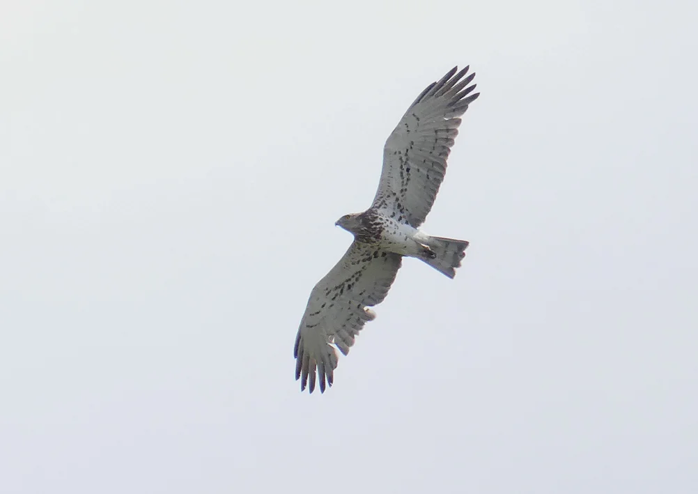 Short-toed Eagle - Punta Carnero