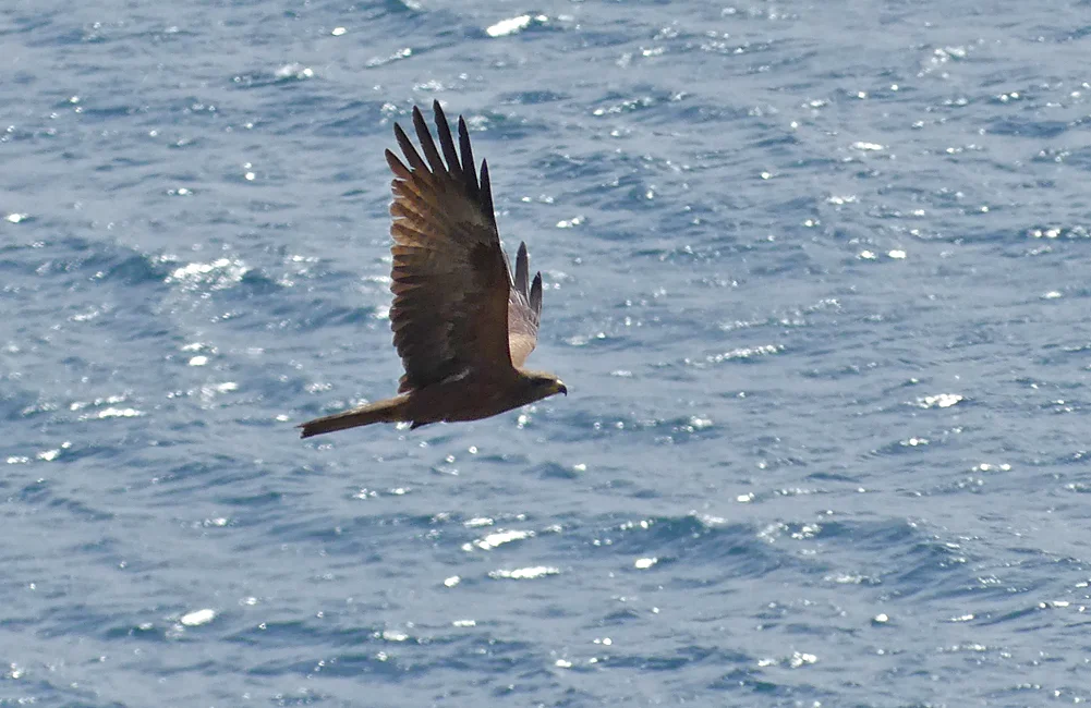 Black Kite - Punta Carnero