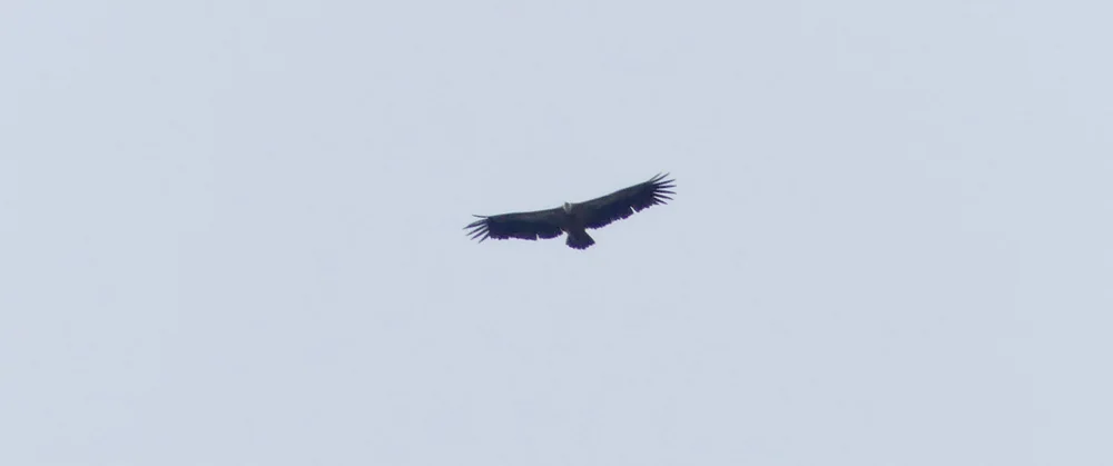 Griffon Vulture - Punta Carnero