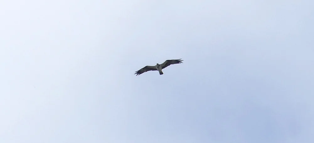 Osprey - Punta Carnero