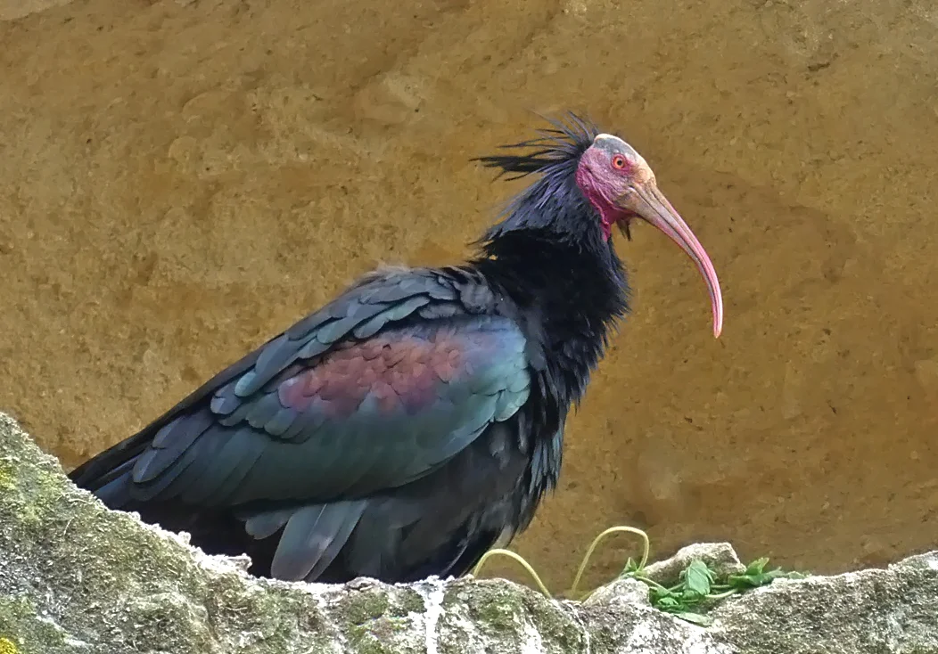Bald Ibis - Vejer