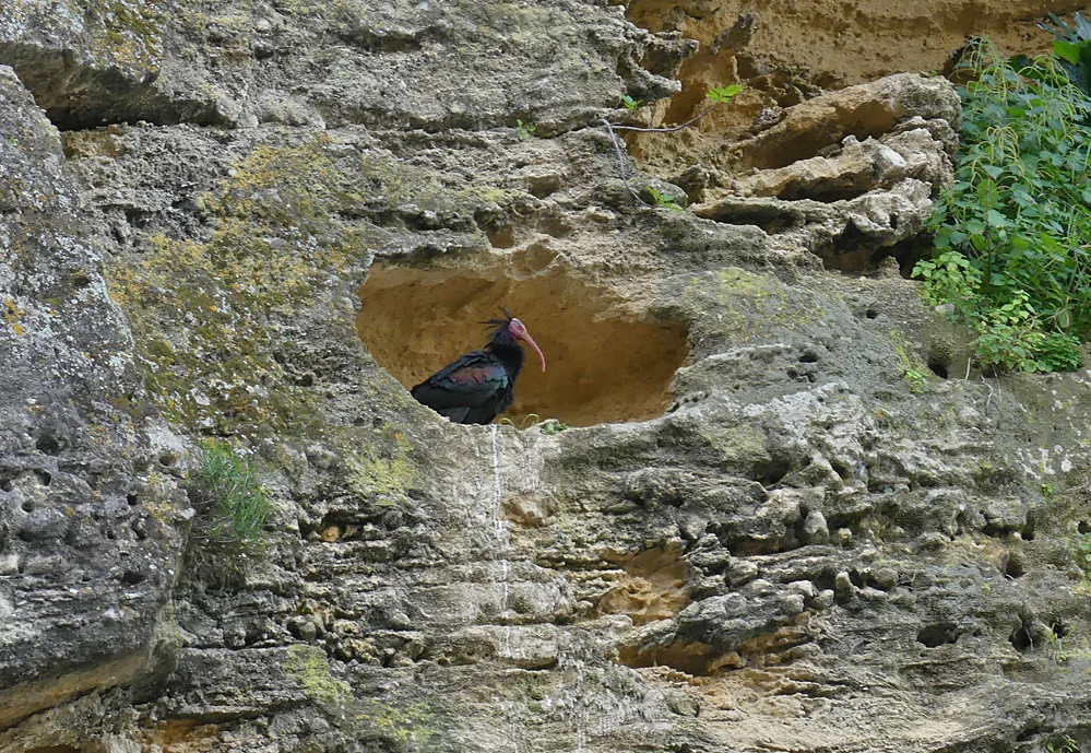 Bald Ibis - Vejer