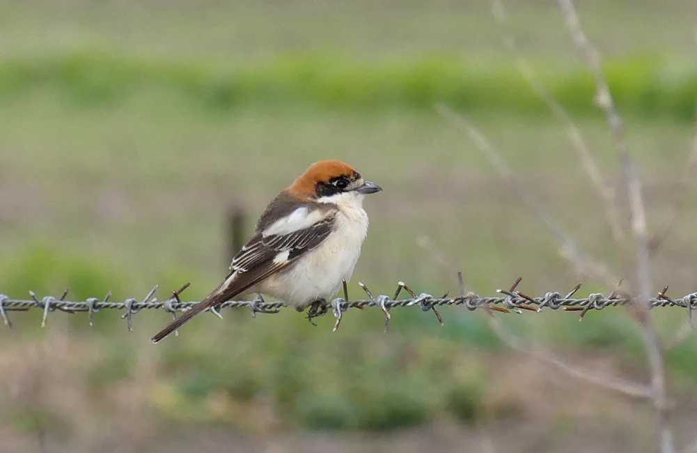 Woodchat Shrike - La Janda