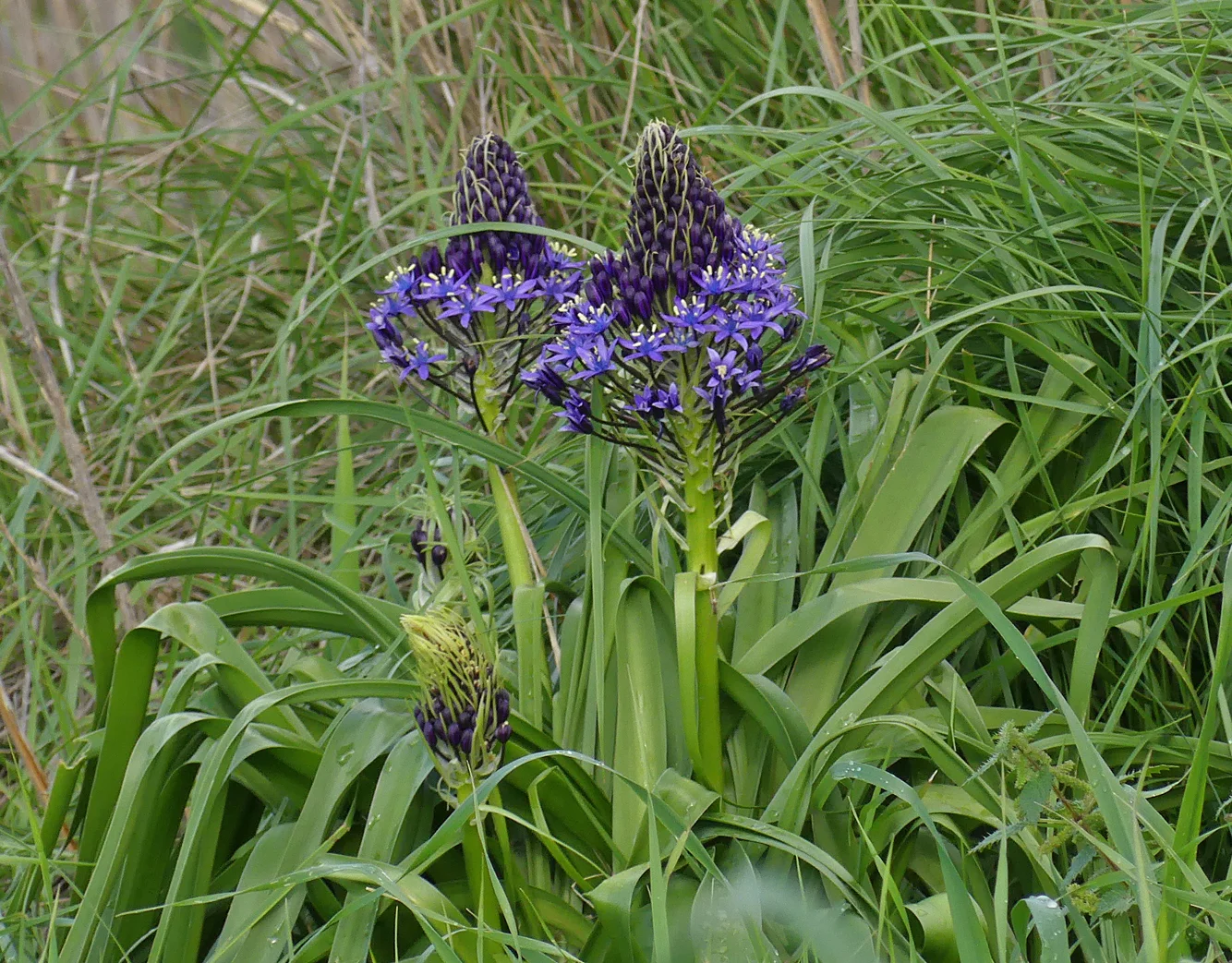 Large waterside plant sp. - La Janda