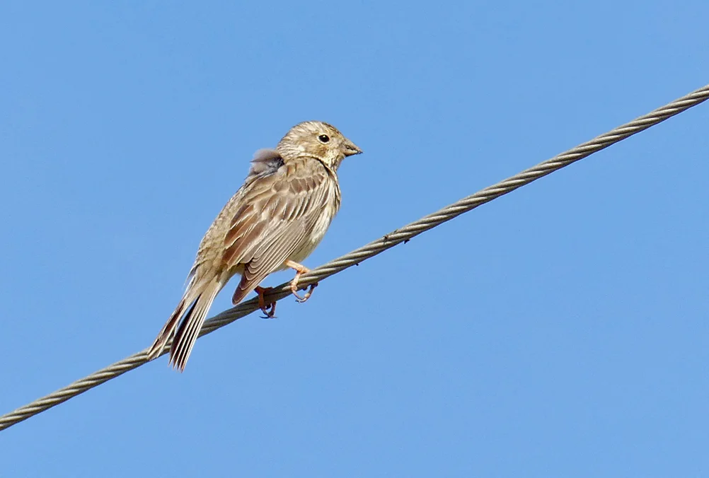 Corn Bunting - La Janda