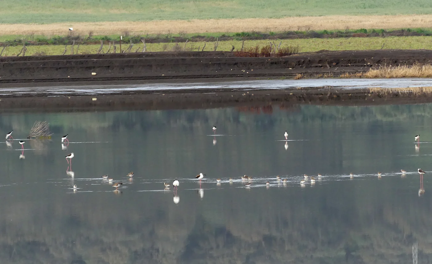 Stilts, Dunlins & Redshanks - La Janda