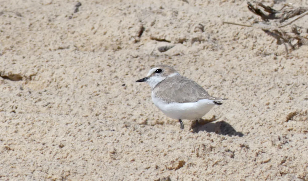 Kentish Plover - Bolonia beach
