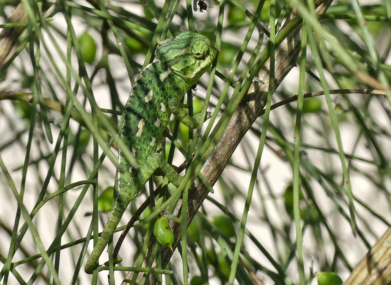 Mediterranean Chameleon - Bolonia beach
