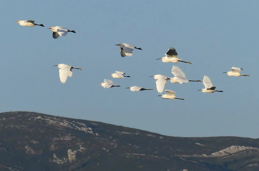 Little & Cattle Egrets - La Janda