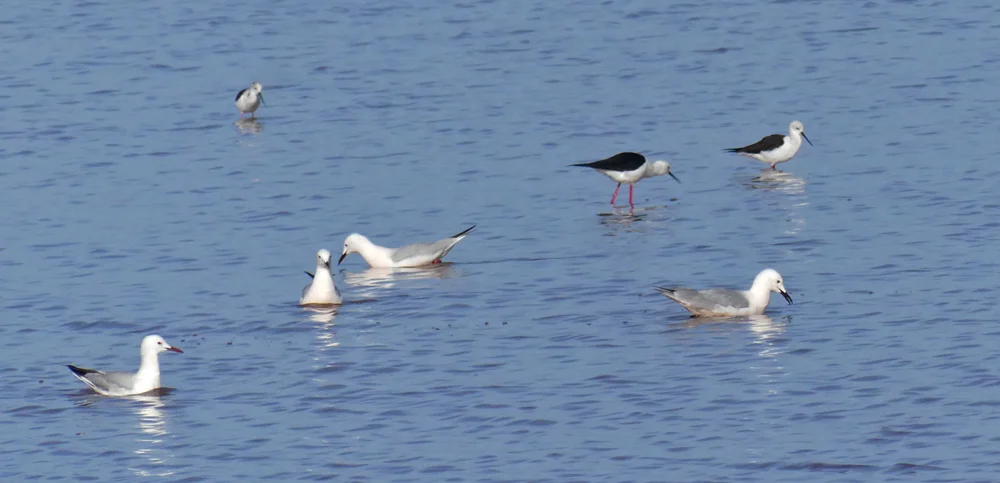 Slender-billed Gulls and Black-winged Stilts - Bonanza Saltpans