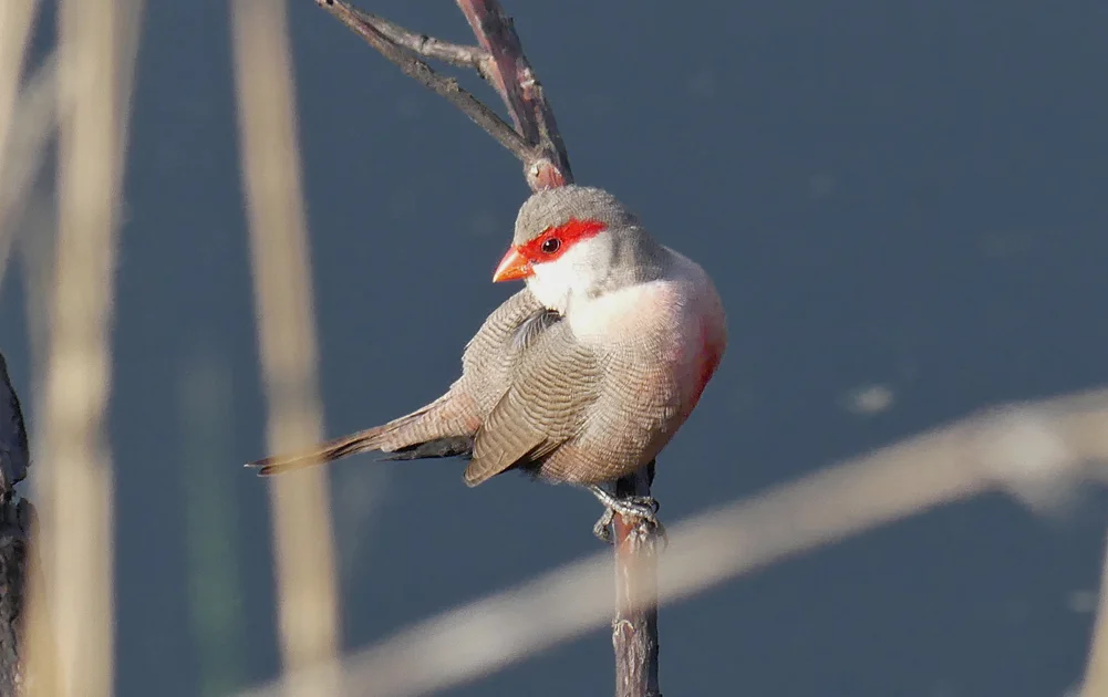 Common Waxbill - Bonanza Saltpans