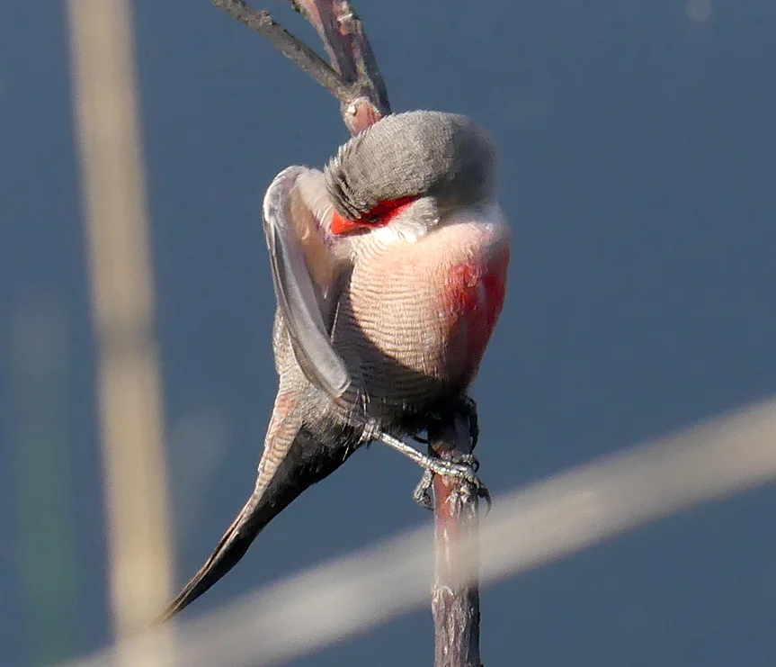 Common Waxbill - Bonanza Saltpans
